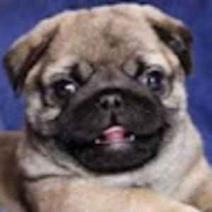 Meet your Posher, Cas